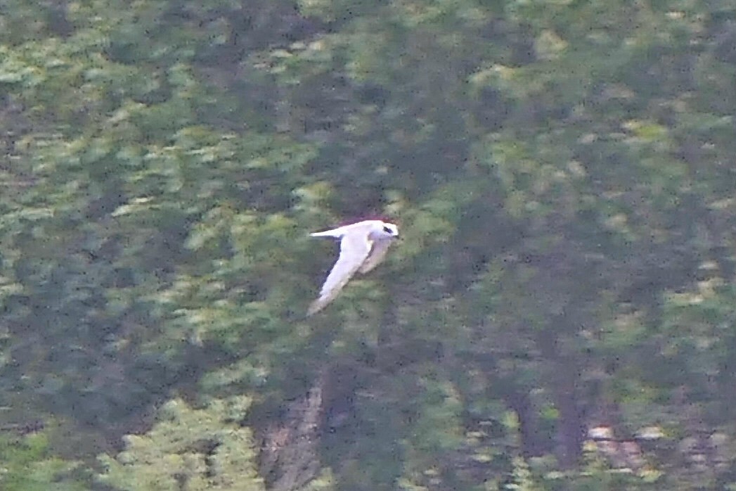 Forster's Tern - ML620007486