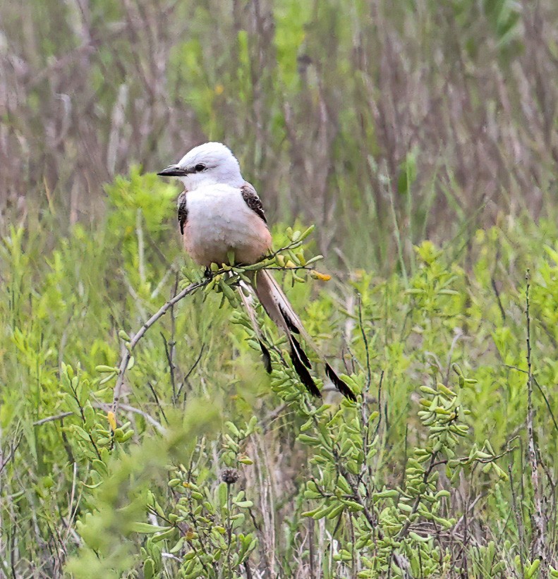 Scissor-tailed Flycatcher - ML620007487