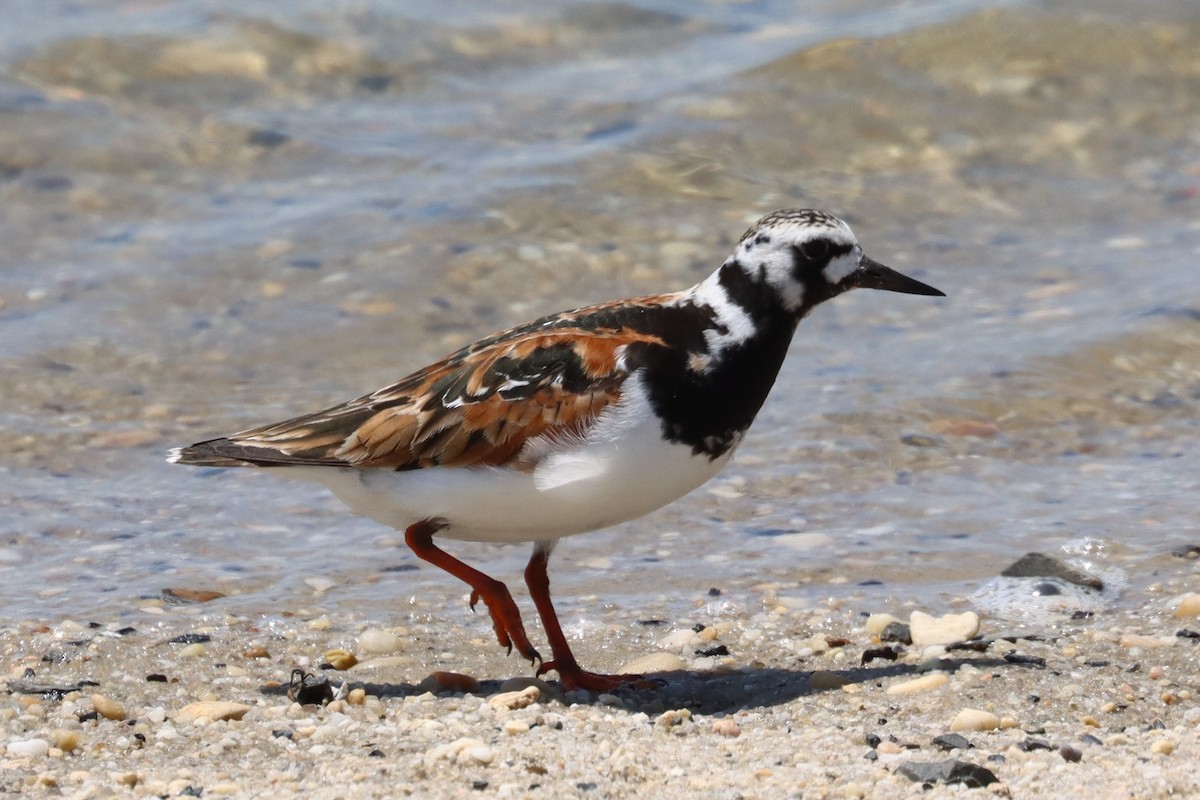 Ruddy Turnstone - ML620007489