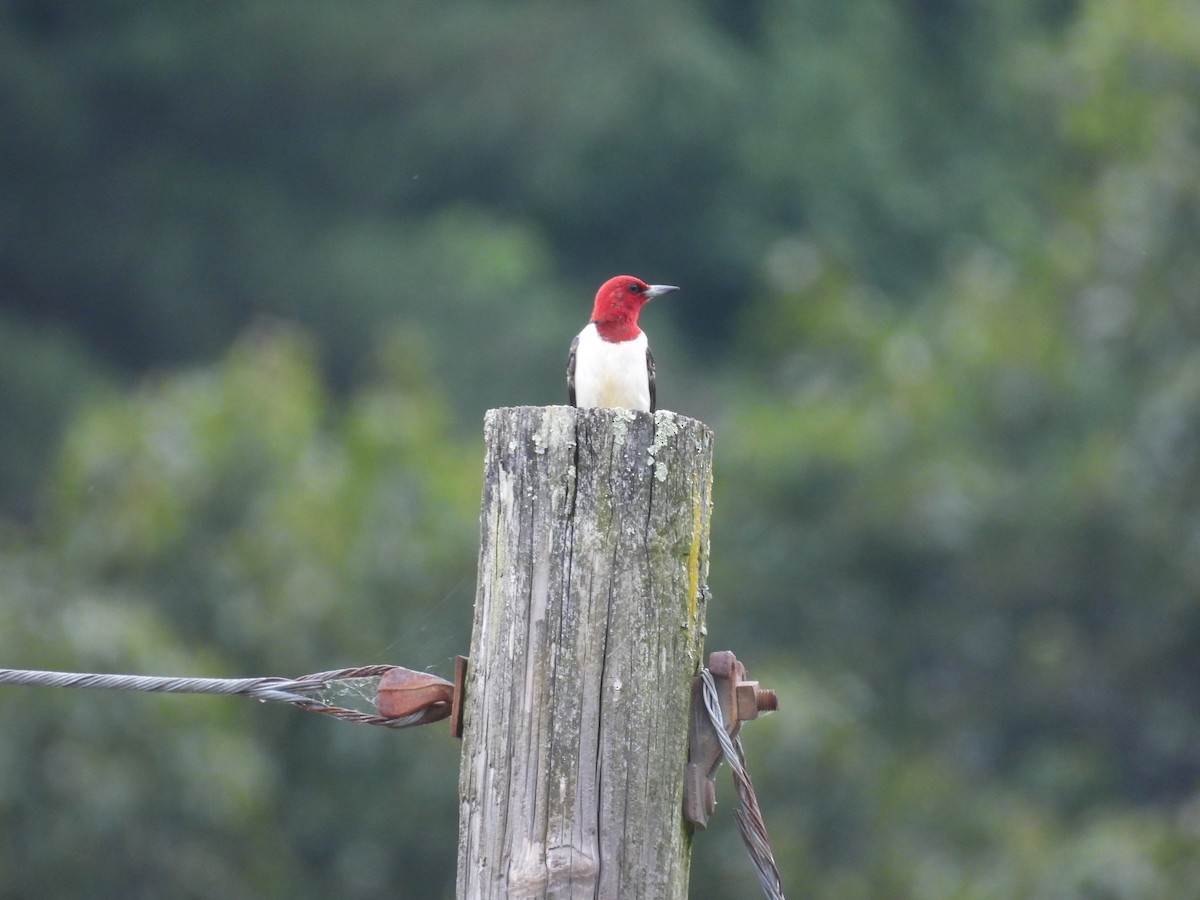 Red-headed Woodpecker - ML620007493