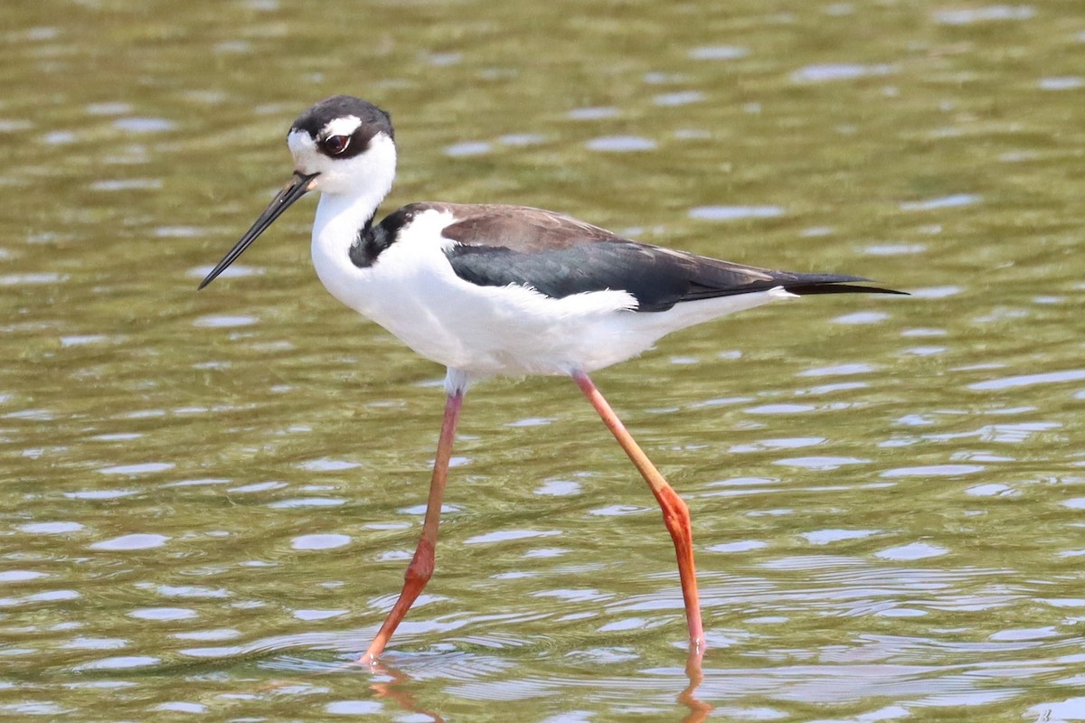 Black-necked Stilt - ML620007497