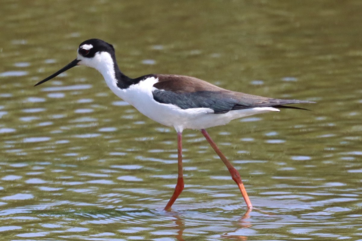 Black-necked Stilt - ML620007498