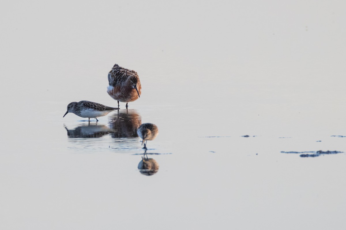 Curlew Sandpiper - ML620007505