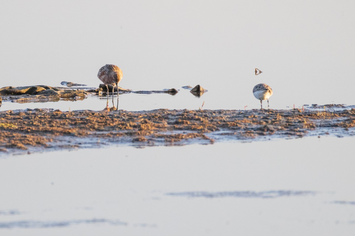 Curlew Sandpiper - ML620007507