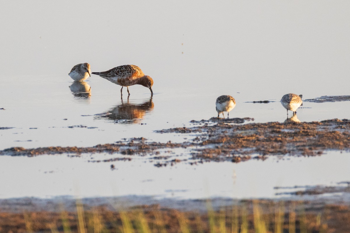 Curlew Sandpiper - ML620007510