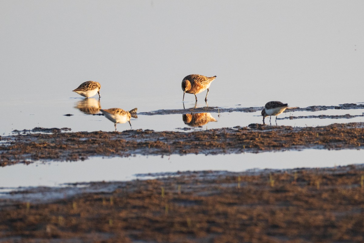 Curlew Sandpiper - ML620007517