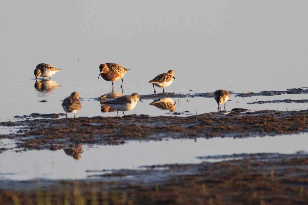 Curlew Sandpiper - ML620007518