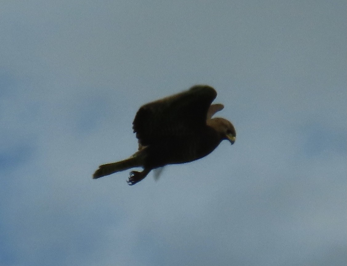 Western Marsh Harrier - ML620007529