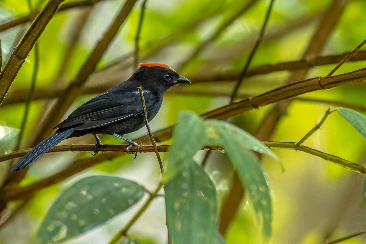 Flame-crested Tanager - ML620007563
