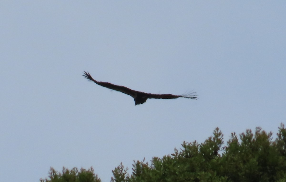 Condor de Californie - ML620007574