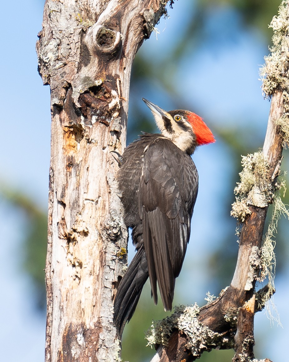 Pileated Woodpecker - ML620007577