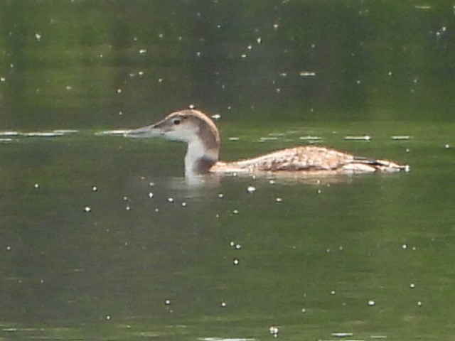 Common Loon - ML620007585