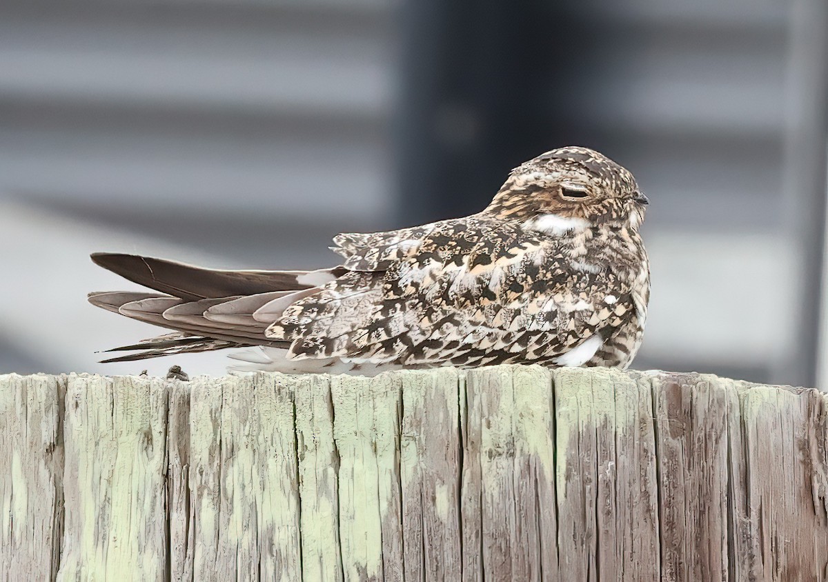 Common Nighthawk - ML620007596