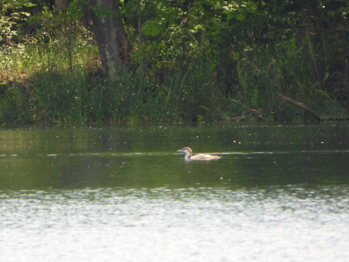 Common Loon - ML620007603