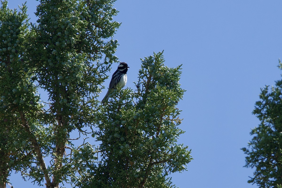 Black-throated Gray Warbler - ML620007606