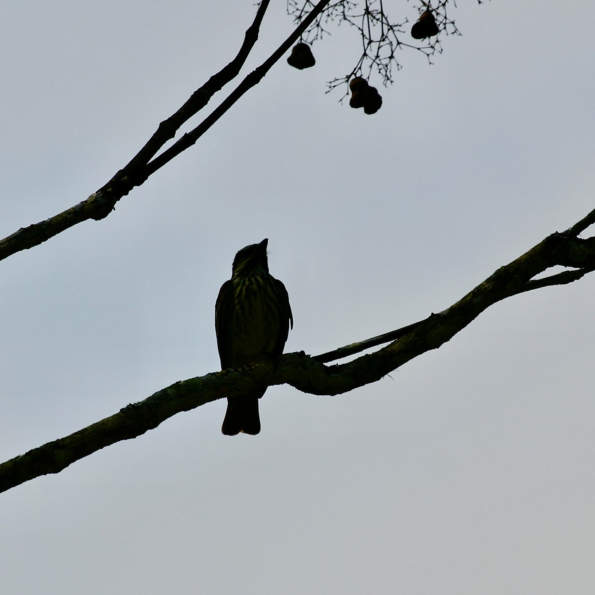 Sulphur-bellied Flycatcher - ML620007607