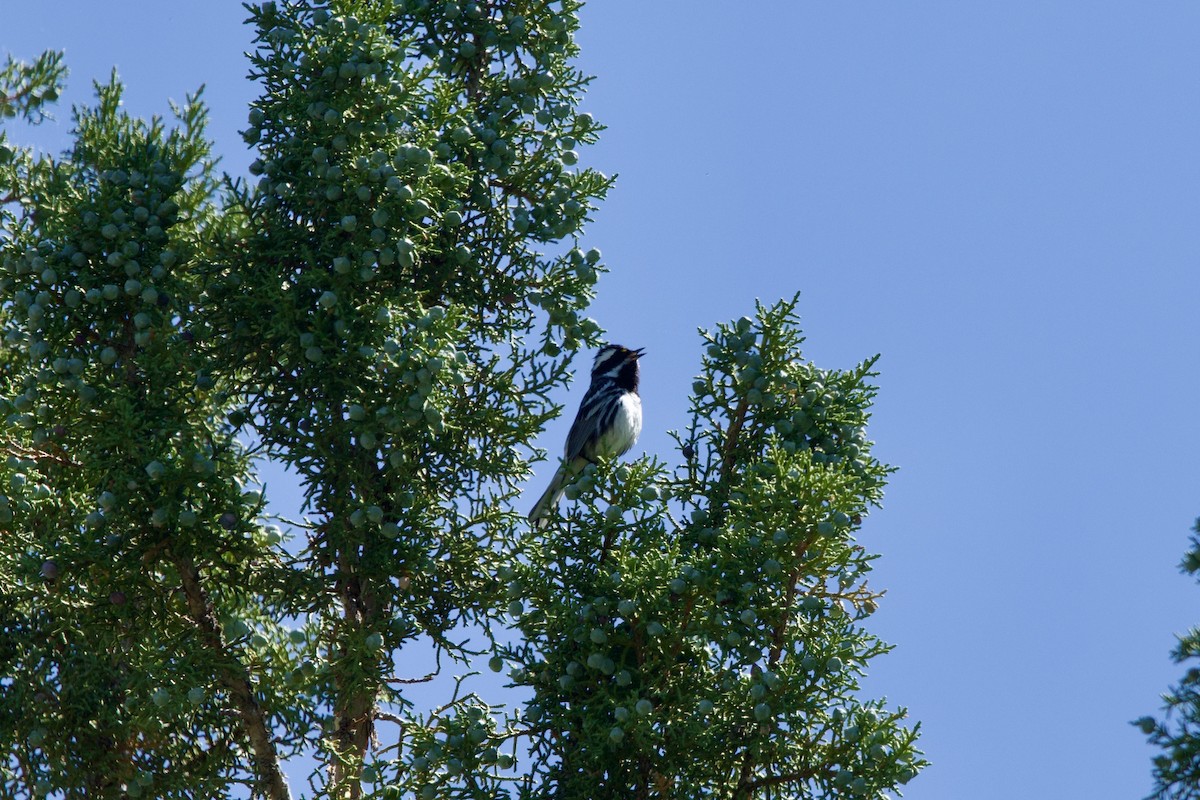 Black-throated Gray Warbler - ML620007610