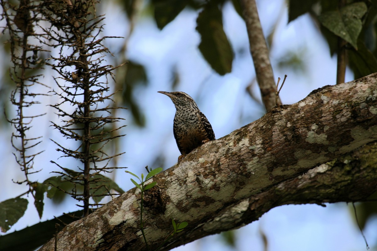 Band-backed Wren - ML620007613
