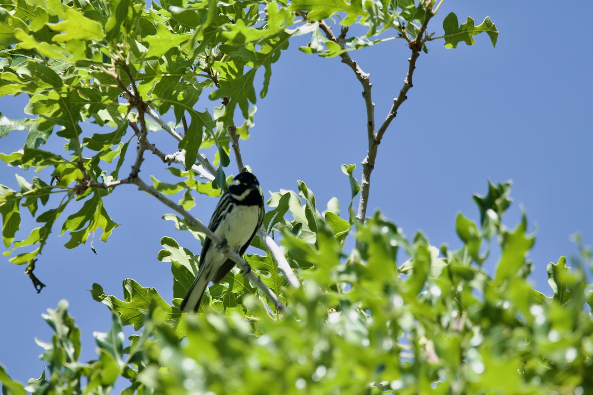 Black-throated Gray Warbler - ML620007614