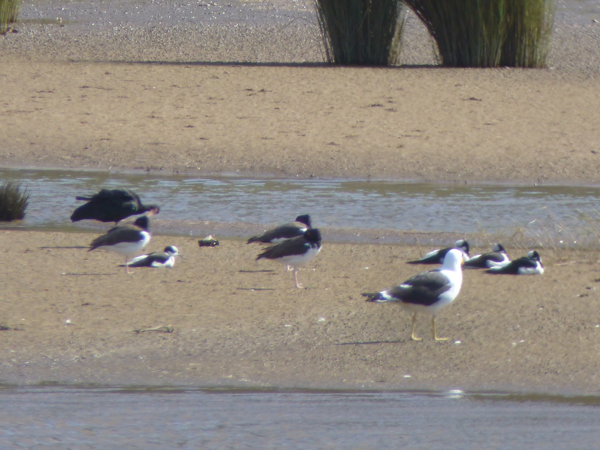 American Oystercatcher - ML620007616