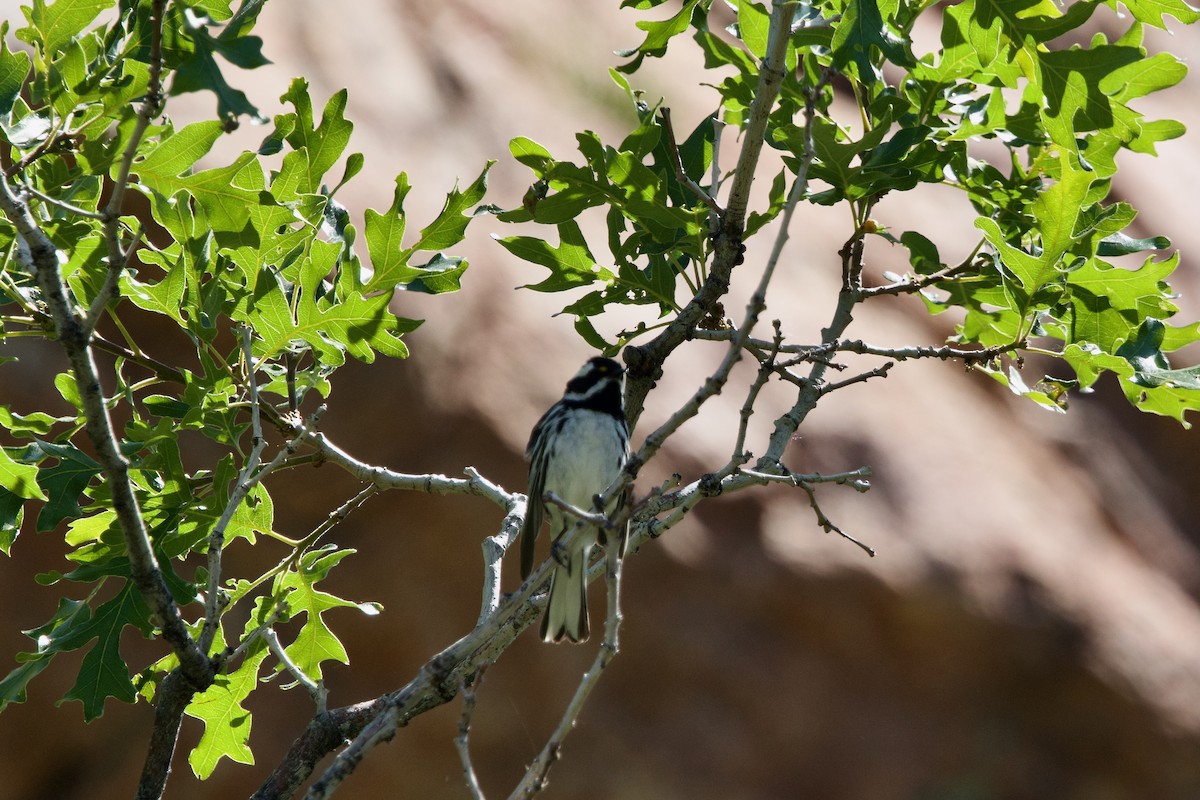 Black-throated Gray Warbler - ML620007618