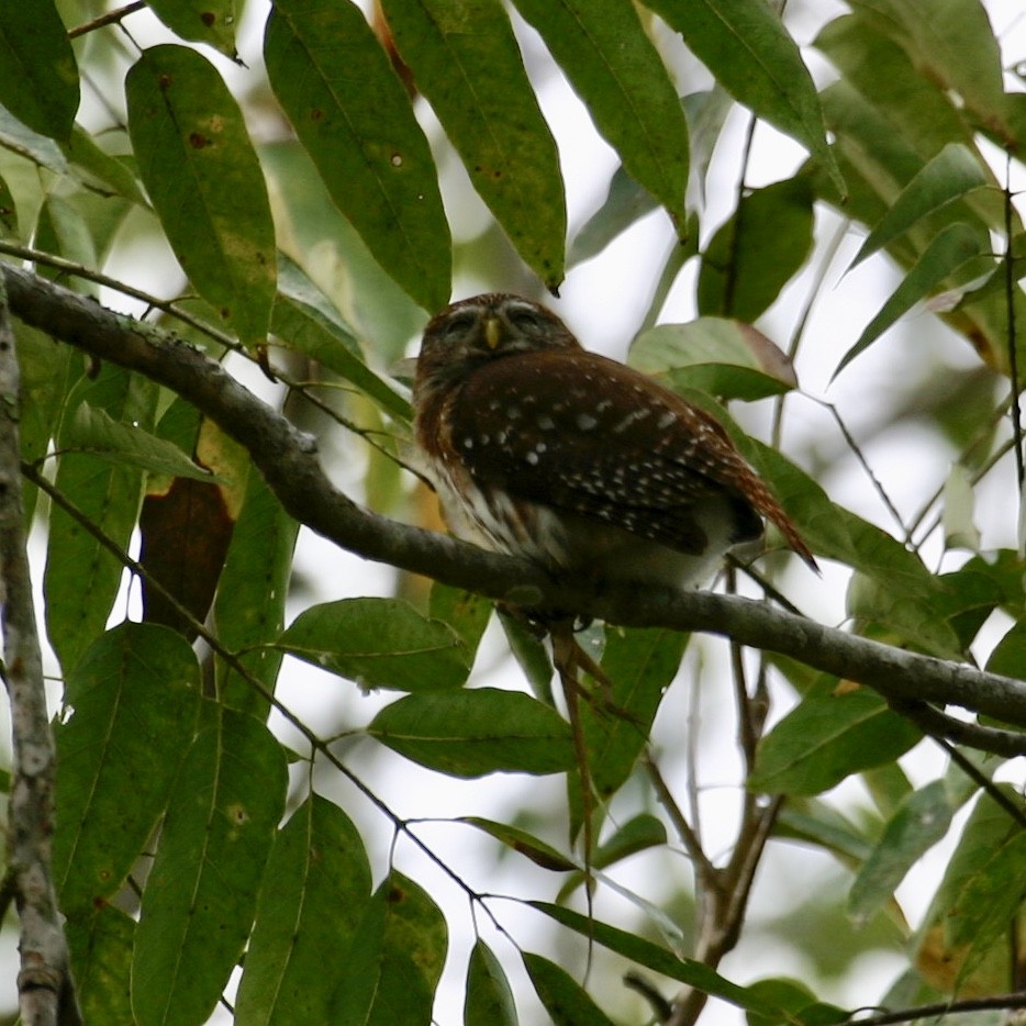 Ferruginous Pygmy-Owl - ML620007627