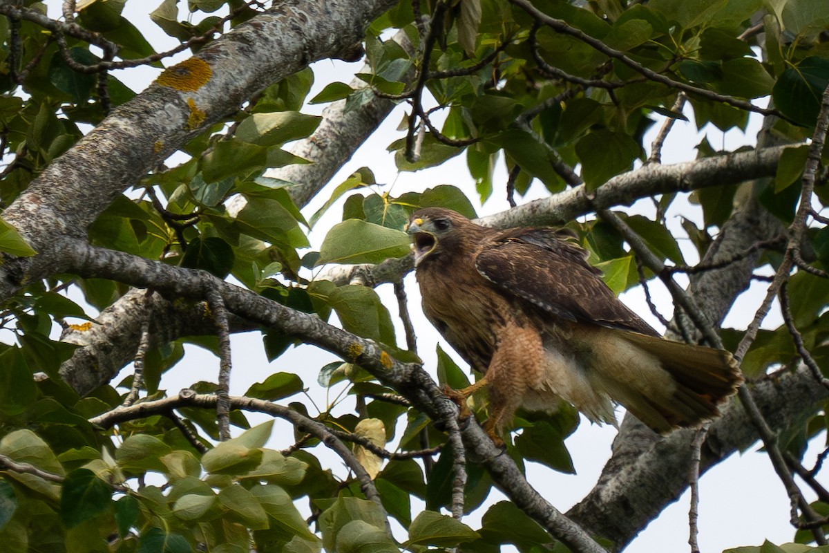 Red-tailed Hawk - ML620007631