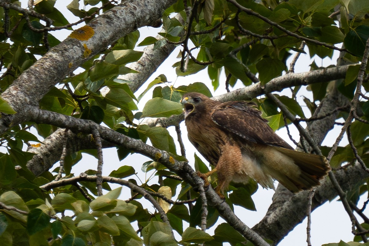 Rotschwanzbussard - ML620007631