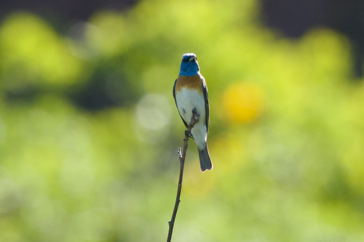 Lazuli Bunting - ML620007632