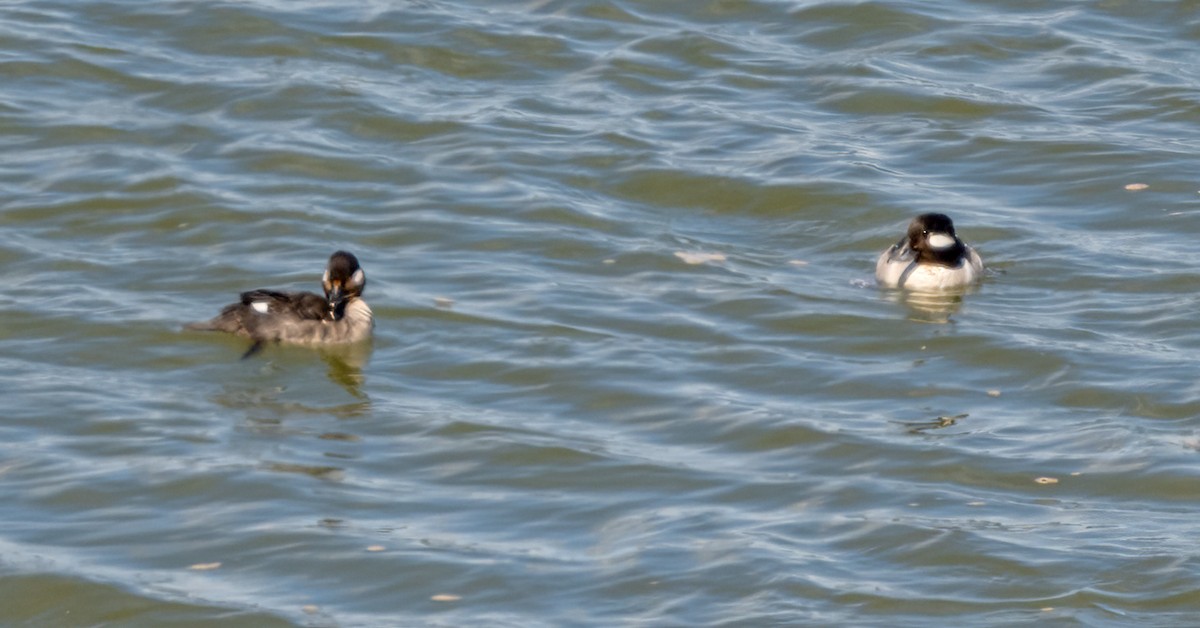 Red-necked Grebe - ML620007643