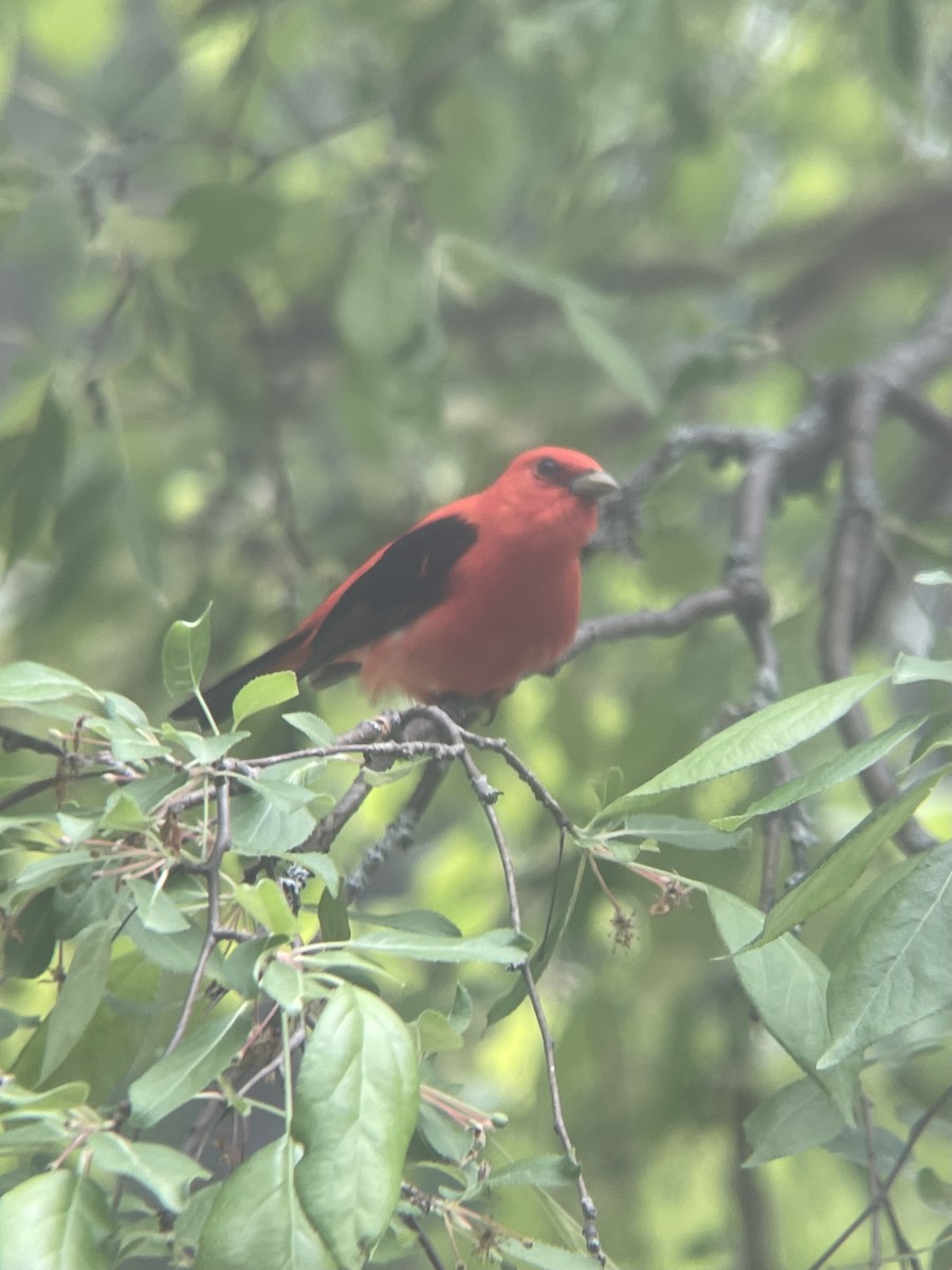 Scarlet Tanager - ML620007656