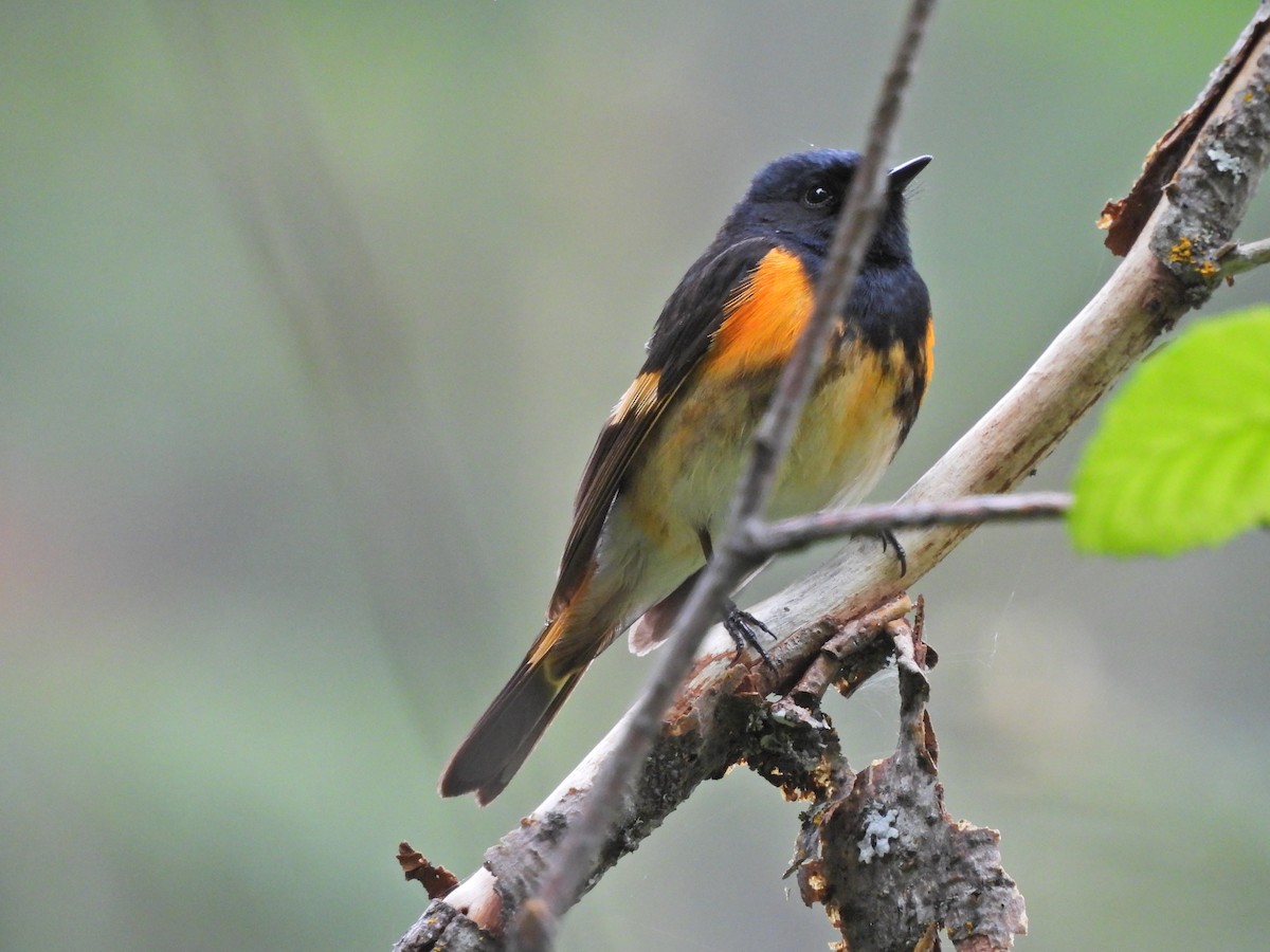 American Redstart - ML620007657