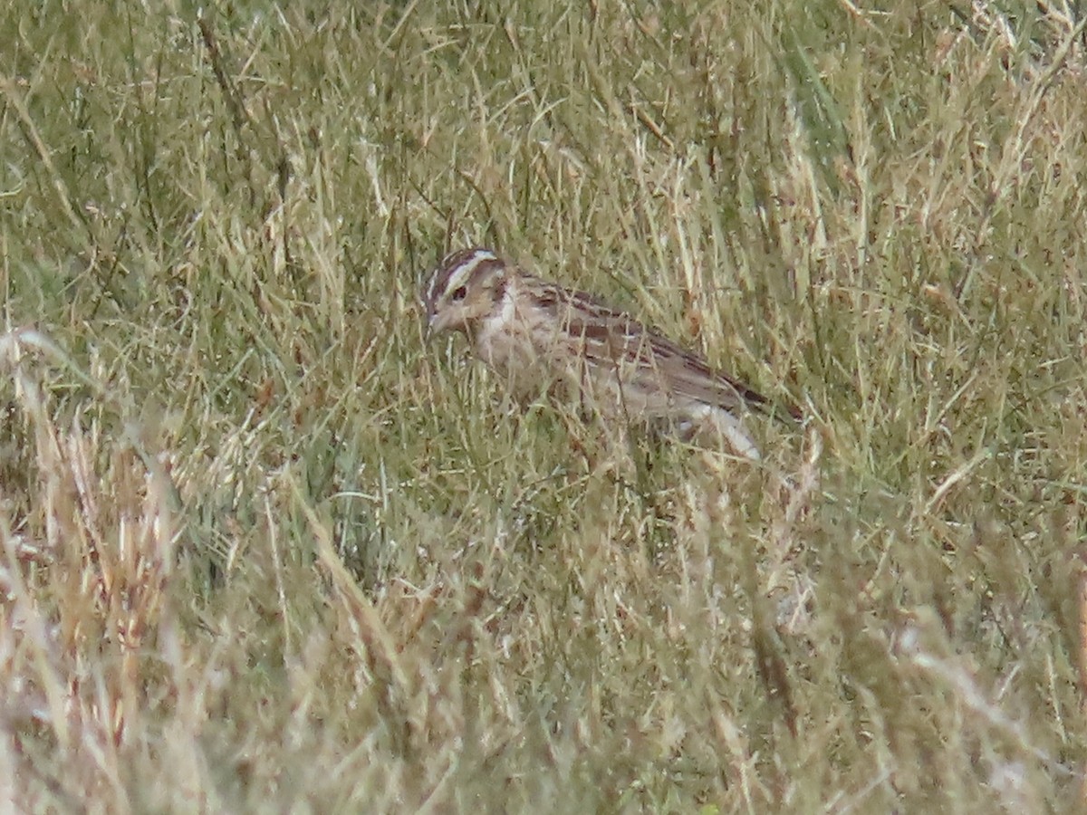 Chestnut-collared Longspur - ML620007662