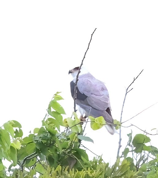 White-tailed Kite - ML620007665