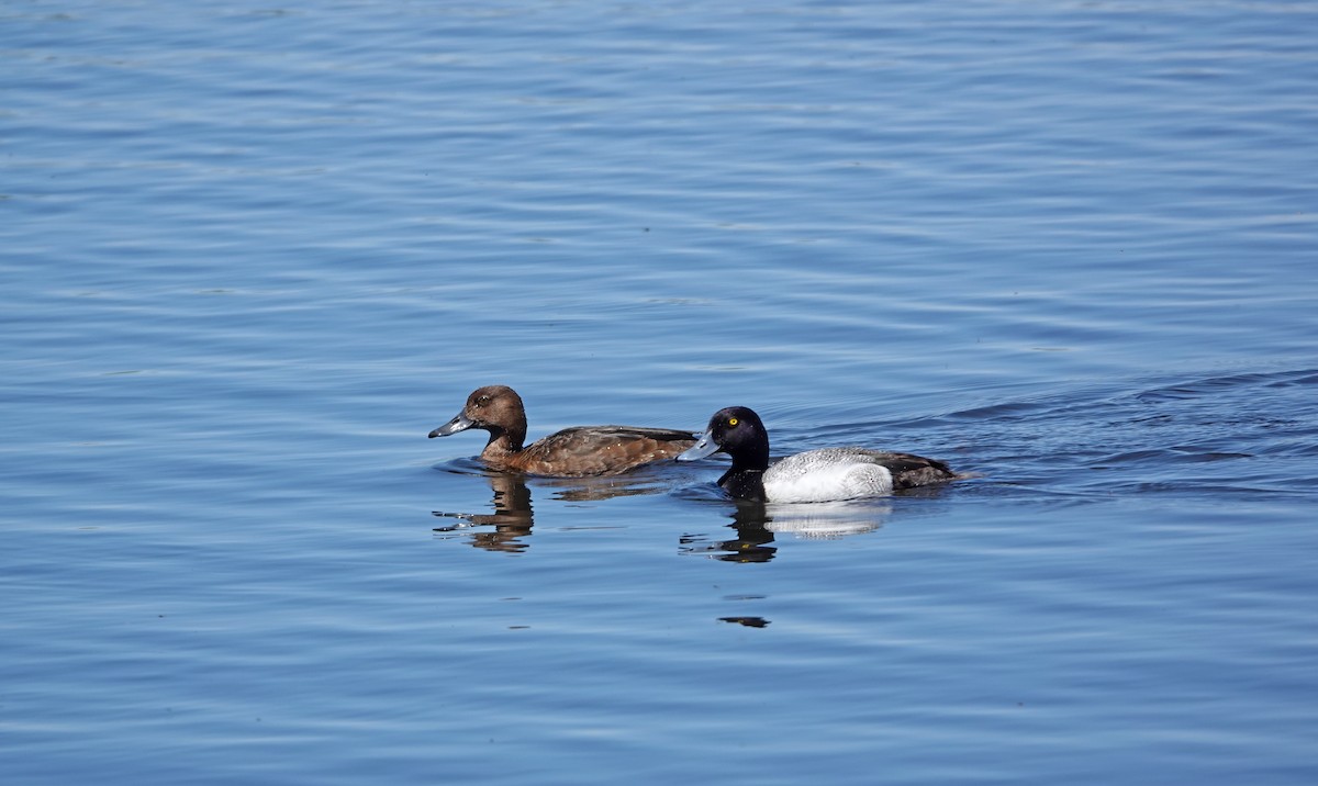 Greater Scaup - ML620007671