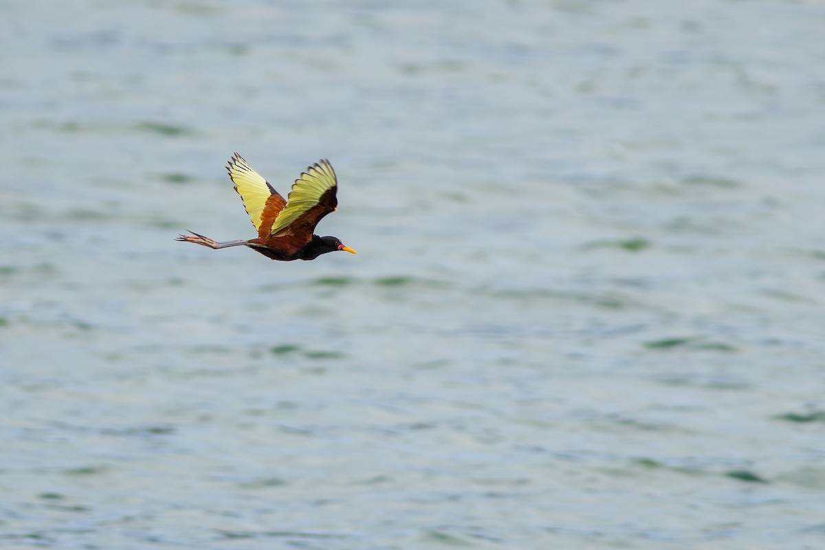 Wattled Jacana - ML620007676