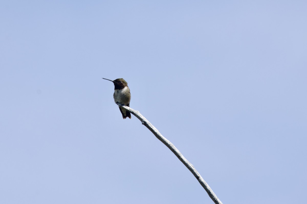 Black-chinned Hummingbird - ML620007678
