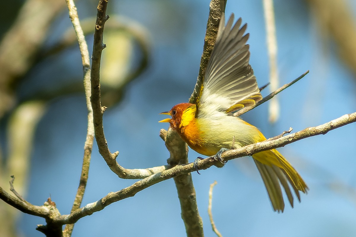 Rufous-headed Tanager - ML620007679