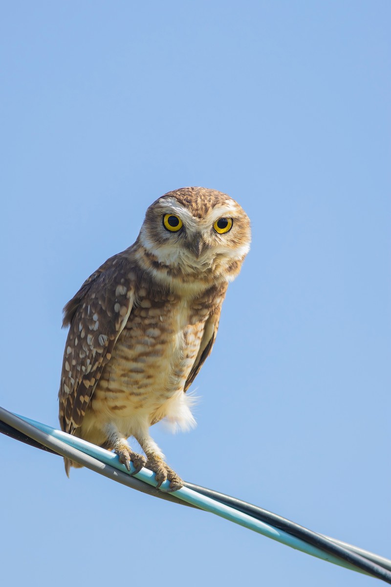Burrowing Owl - ML620007682