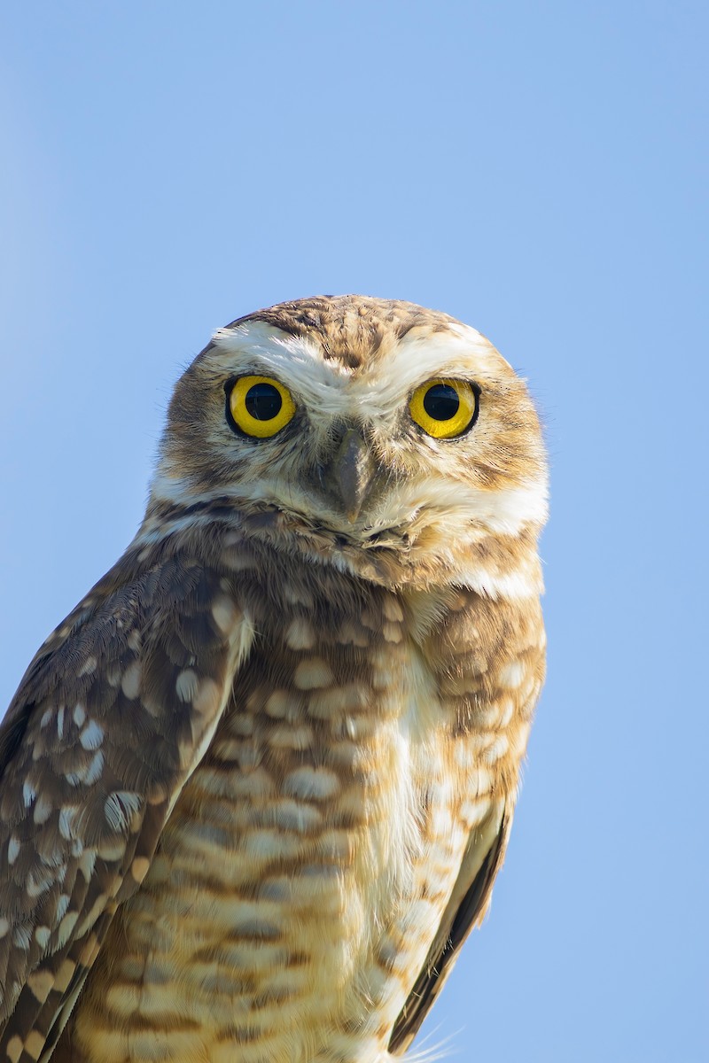 Burrowing Owl - ML620007683