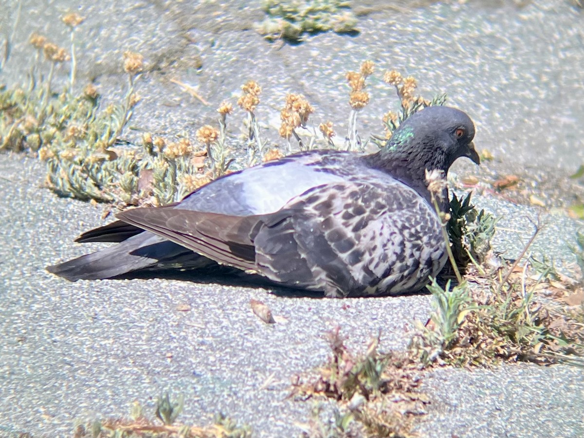 Rock Pigeon (Feral Pigeon) - ML620007685