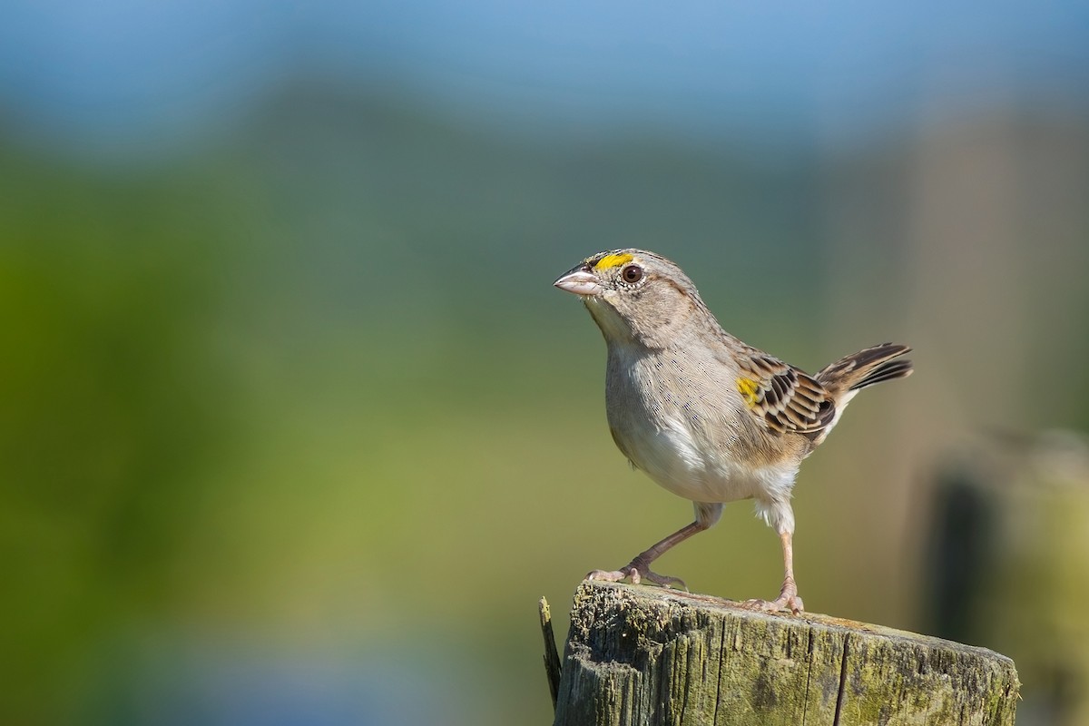 Grassland Sparrow - ML620007688