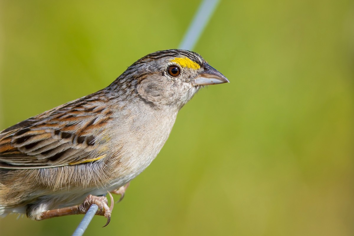 Grassland Sparrow - ML620007689