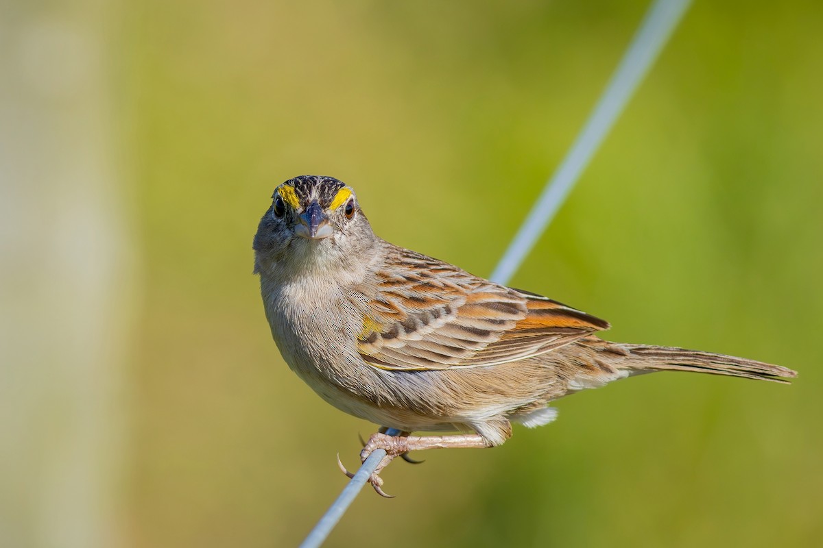 Grassland Sparrow - ML620007690