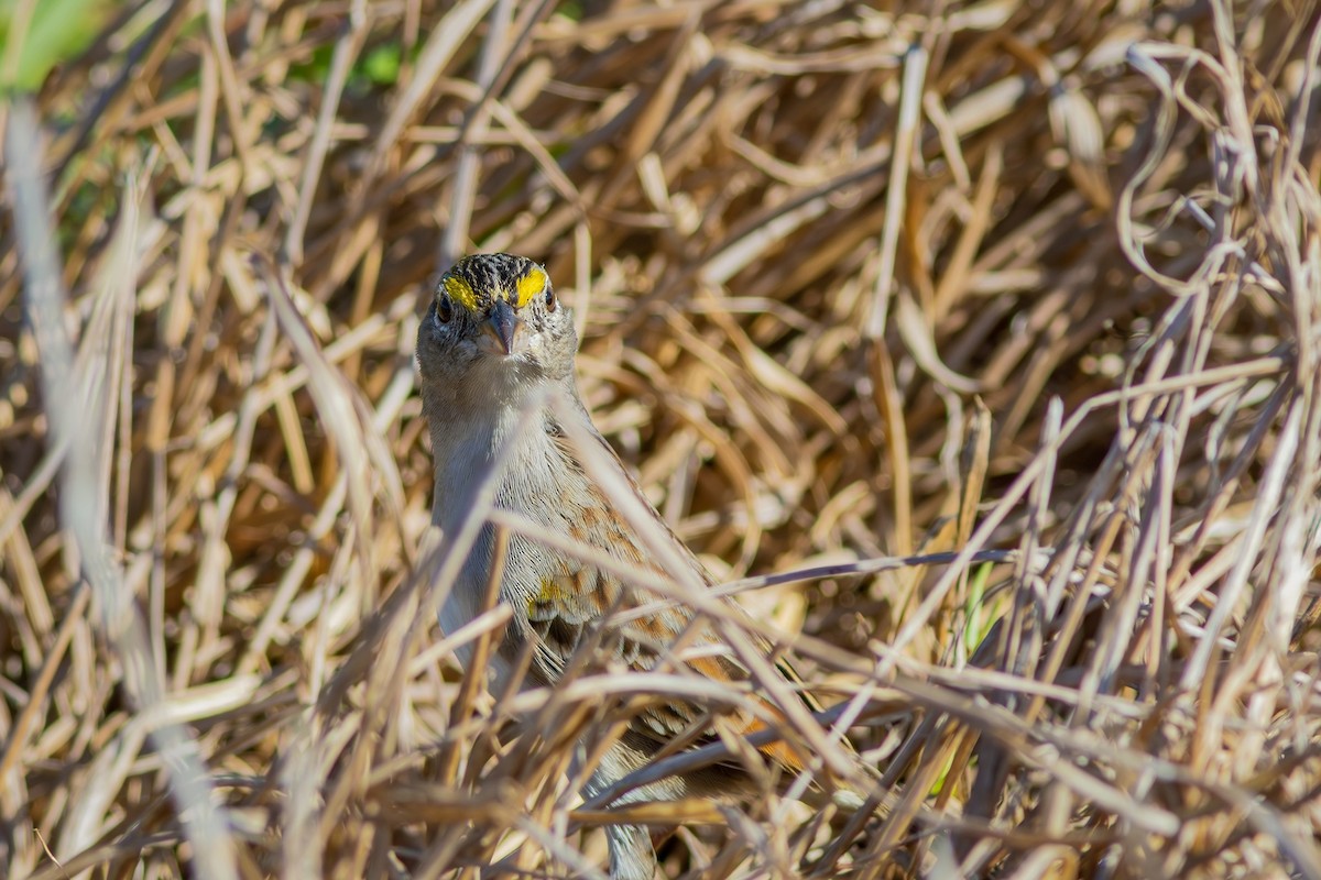 Grassland Sparrow - ML620007691