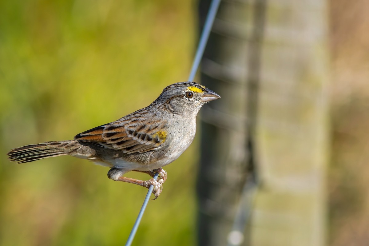 Grassland Sparrow - ML620007692
