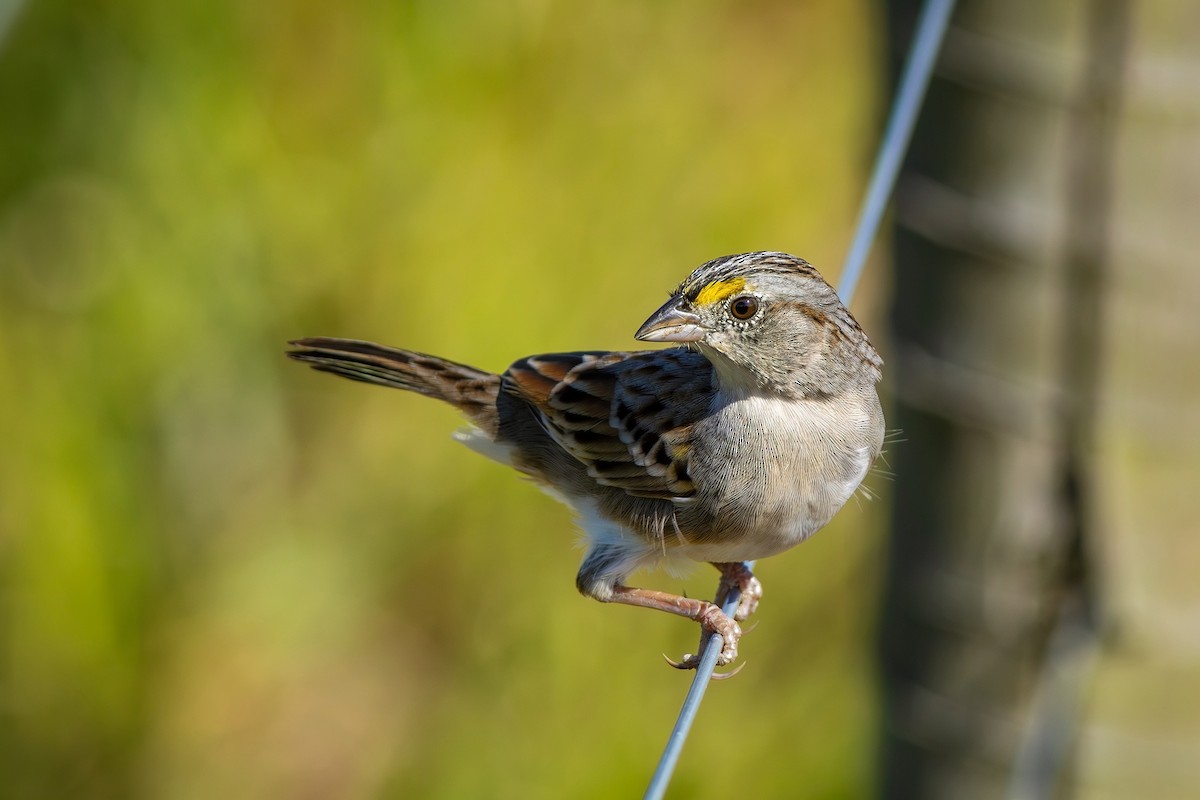 Grassland Sparrow - ML620007693