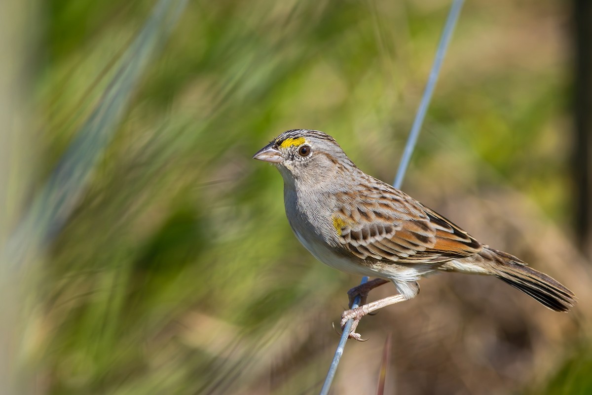 Grassland Sparrow - ML620007694