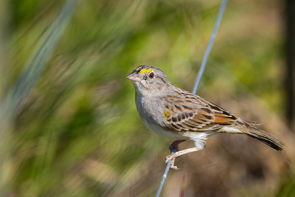 Grassland Sparrow - ML620007695