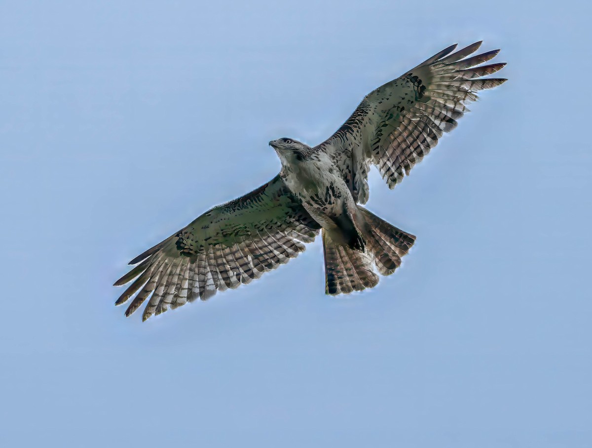 Red-tailed Hawk - ML620007703